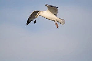 Herring Gull Larus argentatus dropping mussel to smash shell Brancaster Staithe North Herring Gull Larus argentatus dropping mussel to smash shell Brancaster Staithe North