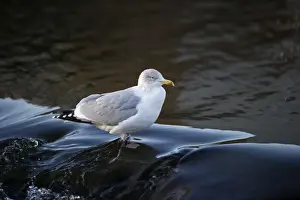 Gull Prints: Herring Gull Larus argentatus Dumfries Scotland winter