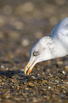 Herring Gull Larus argentatus feeding on mussel Brancaster Norfolk winter Herring Gull Larus argentatus feeding on mussel Brancaster Norfolk winter