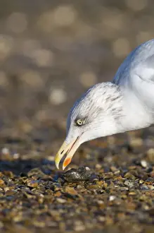 Gull Prints: Herring Gull Larus argentatus feeding on mussel Brancaster Norfolk winter