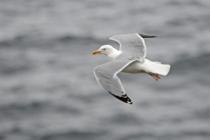 Herring Gull Larus argentatus Fowlsheugh RSPB Resrrve Scotland Herring Gull Larus argentatus Fowlsheugh RSPB Resrrve Scotland