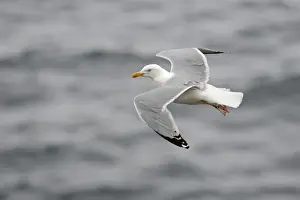 Rspb Prints: Herring Gull Larus argentatus Fowlsheugh RSPB Resrrve Scotland