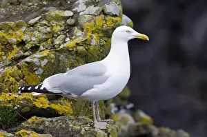 Cliff Prints: Herring Gull Larus argentatus Fowlsheugh Scotland May