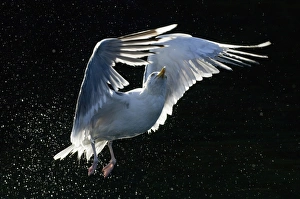 Herring Gull Larus argentatus lifting off from water Norway summer Herring Gull Larus argentatus lifting off from water Norway summer