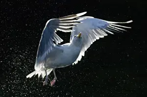 Gull Prints: Herring Gull Larus argentatus lifting off from water Norway summer