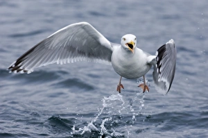 Aggression Prints: Herring Gull Larus argentatus Norway July