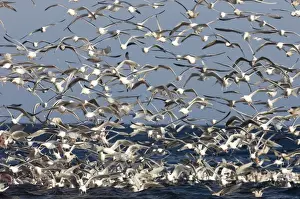 Scavenger Prints: Herring Gulls Larus argentatus in feeding frenzy off the northern tip of Arctic Norway
