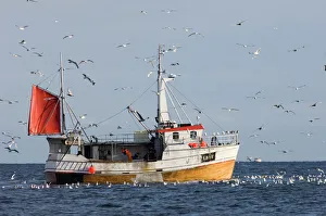 Herring Gulls Larus argentatus around fishing trawler off the northern tip of Arctic Herring Gulls Larus argentatus around fishing trawler off the northern tip of Arctic