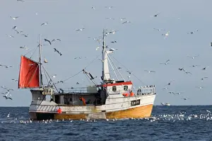 Scavenger Prints: Herring Gulls Larus argentatus around fishing trawler off the northern tip of Arctic