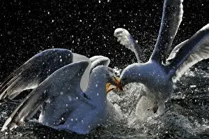 Aggression Prints: Herring Gulls Larus argentatus squabbling over food Norfolk UK