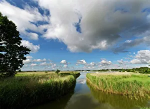Reed Bed Prints: Hickling Broad Norfolk summer