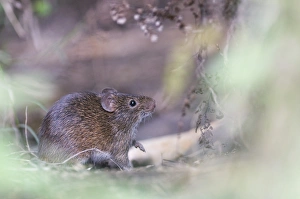 Central America Prints: Hispid Cotton Rat Sigmodon hispidus Guatemala