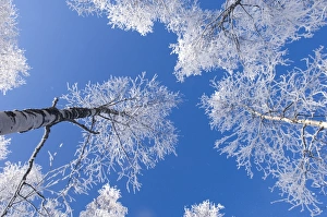 Hoar frost in Scottish Silver Birch forest Strathspey Scottish Highlands winter