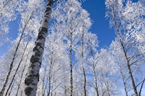 Hoar frost in Scottish Silver Birch forest Strathspey Scottish Highlands winter Hoar frost in Scottish Silver Birch forest Strathspey Scottish Highlands winter