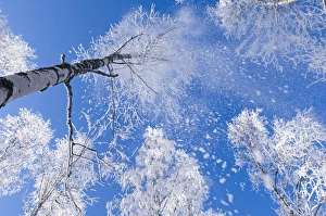 Hoar frost in Scottish Silver Birch forest Strathspey Scottish Highlands winter