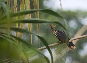 Hoatzin Opisthocomus hoazin Tambopata, Amazon Rainforest Peru Hoatzin Opisthocomus hoazin Tambopata, Amazon Rainforest Peru