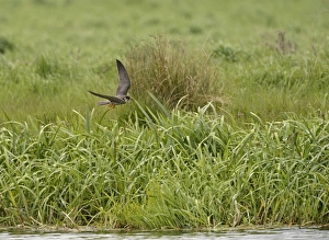 Hobby Falco subbuteo hunting Lakenheath RSPB Reserve Suffolk May Hobby Falco subbuteo hunting Lakenheath RSPB Reserve Suffolk May