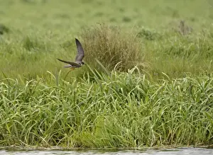 Hobby Falco subbuteo hunting Lakenheath RSPB Reserve Suffolk May