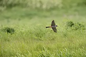 Hobby Falco subbuteo hunting Lakenheath RSPB Reserve Suffolk May