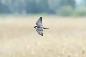 : Hobby Falco subbuteo hunting Lakenheath RSPB Reserve Suffolk May