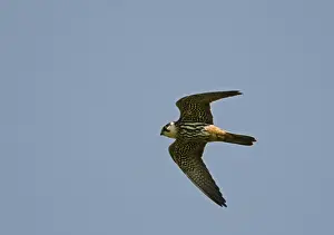 Hobby Falco subbuteo hunting over Lakenheath RSPB Reserve Suffolk / Norfolk
