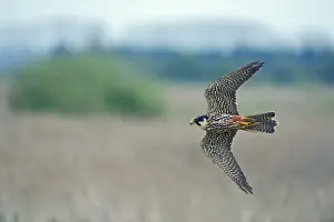Editor's Picks: Hobby Falco subbuteo hunting over reedbed at Lakenheath Fen RSPB Reserve Norfolk