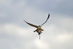 Hobby Falco subbuteo with Swift Apus apus caught over reedbed Norfolk May Hobby Falco subbuteo with Swift Apus apus caught over reedbed Norfolk May