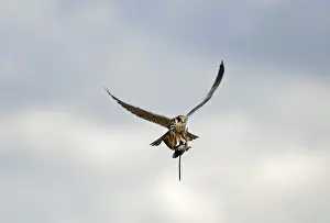 Hunting Prints: Hobby Falco subbuteo with Swift Apus apus caught over reedbed Norfolk May