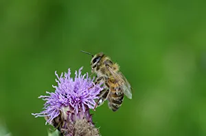 Honey Bee Apis mellifera on thistle Norfolk summer