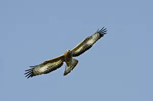 Raptor Prints: Honey Buzzard Apis pernivorus immature migrant Cyprus autumn
