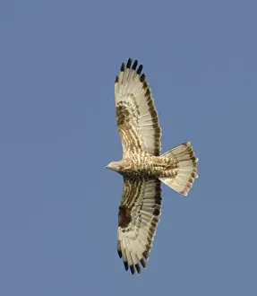 Raptor Prints: Honey Buzzard Apis pernivorus migrant Cyprus autumn