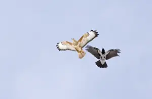 Crow Prints: Hooded Crow mobbing Steppe Buzzard Great Caucasus Georgia April