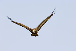 Africa Prints: Hooded Vulture Masai Mara Kenya