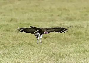 Kenya Prints: Hooded Vulture Necrosyrtes monachus Masai Mara Kenya