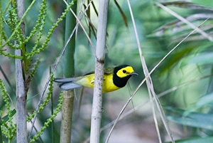 Hooded Warbler Wilsonia citrina male Peten Guatemala March Hooded Warbler Wilsonia citrina male Peten Guatemala March