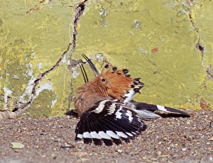 Hoopoe, Upupa epops, sun bathing, Spain