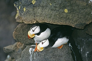 Horned Puffin, Fratercula corniculata, pair, St Paul Island, Pribilof Islands, Bering Sea