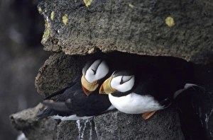 Images Dated 2008: Horned Puffins, pair St Paul Pribilof Islands, Bering Sea Alaska August