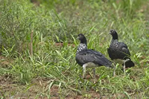 Peru Prints: Horned Screamer Anhima cornuta pair Tambopata Peruvian Amazon