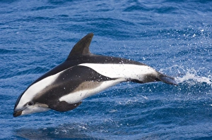 Hourglass Dolphin Lagenorhynchus cruciger Southern Ocean (nr S Georgia) November Hourglass Dolphin Lagenorhynchus cruciger Southern Ocean (nr S Georgia) November