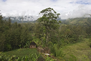 House & agriculture in valley in Western Highlands Papua New Guinea