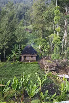 Western Highlands Prints: House & agriculture in valley in Western Highlands Papua New Guinea