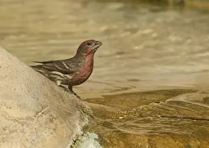 Finch Prints: House Finch Carpodacus mexicanus male San Diego California