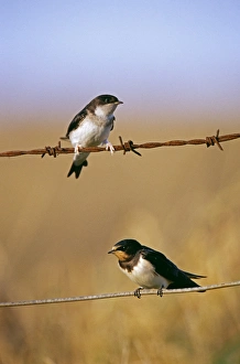 House Martin Delichon urbica (top) and Swallow, Hirundica rustica, migrants, Northumberland UK House Martin Delichon urbica (top) and Swallow, Hirundica rustica, migrants, Northumberland UK