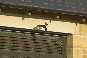 House Martin Delichon urbicum leaving nest under eaves of house Northumberland UK House Martin Delichon urbicum leaving nest under eaves of house Northumberland UK