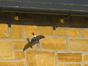 House Martin Delichon urbicum leaving nest under eaves of house Northumberland UK