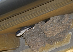 House Martin Delichon urbicum at nest under eaves Northumberland UK summer