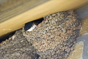 House Martin Delichon urbicum at nest under eaves Northumberland UK summer House Martin Delichon urbicum at nest under eaves Northumberland UK summer
