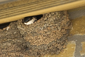 House Martin Delichon urbicum at nest under eaves Northumberland UK summer