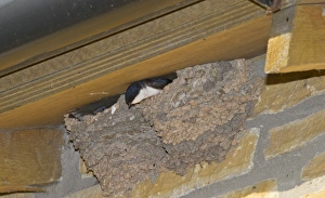 House Martin Delichon urbicum at nest under eaves Northumberland UK summer
